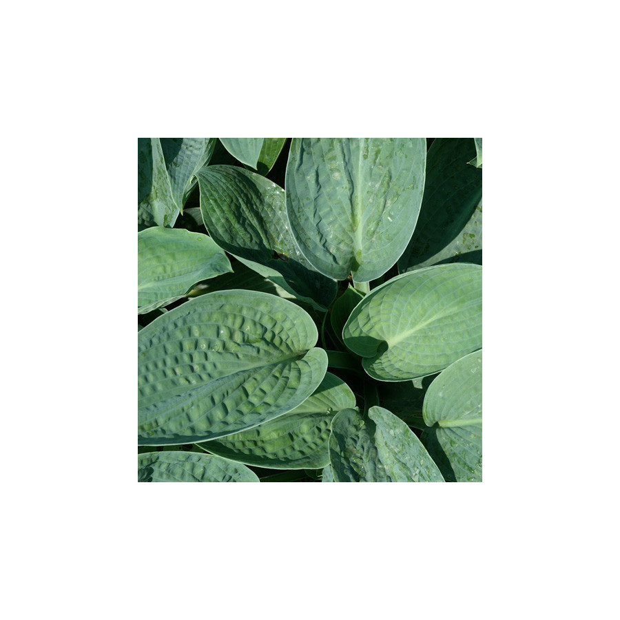 Plantes Vivaces HOSTA 'Big Daddy' en vente - Pépinière Lepage .