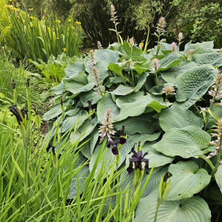 plantes-vivaces-hosta-big-mama-en-vente-pepiniere-lepage-