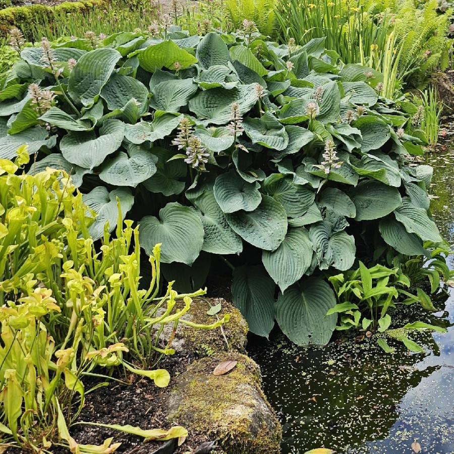 Plantes Vivaces HOSTA 'Big Mama' en vente - Pépinière Lepage .
