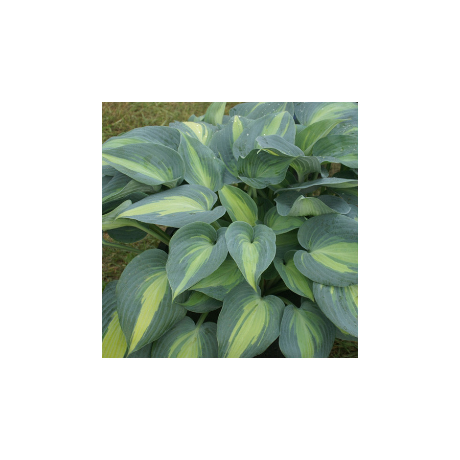 Plantes Vivaces HOSTA 'Catherine' en vente - Pépinière Lepage .