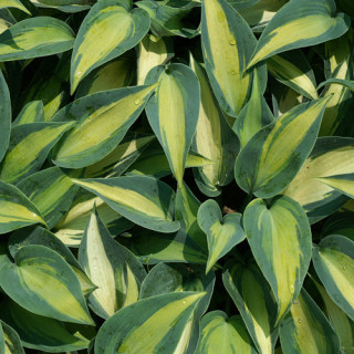 Plantes Vivaces HOSTA 'Catherine' en vente - Pépinière Lepage .
