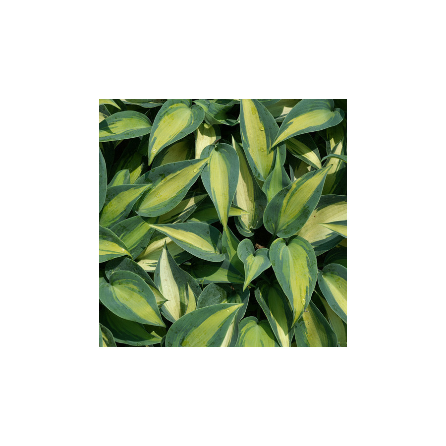 Plantes Vivaces HOSTA 'Catherine' en vente - Pépinière Lepage .