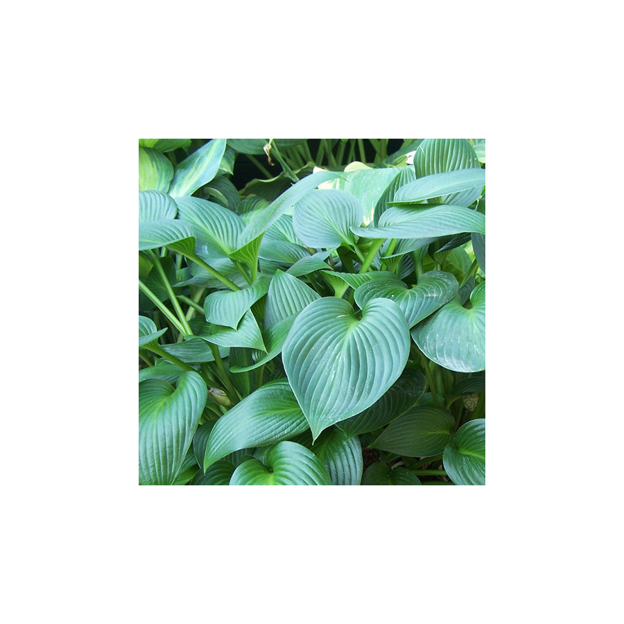 Plantes Vivaces HOSTA 'Devon Green' en vente - Pépinière Lepage .