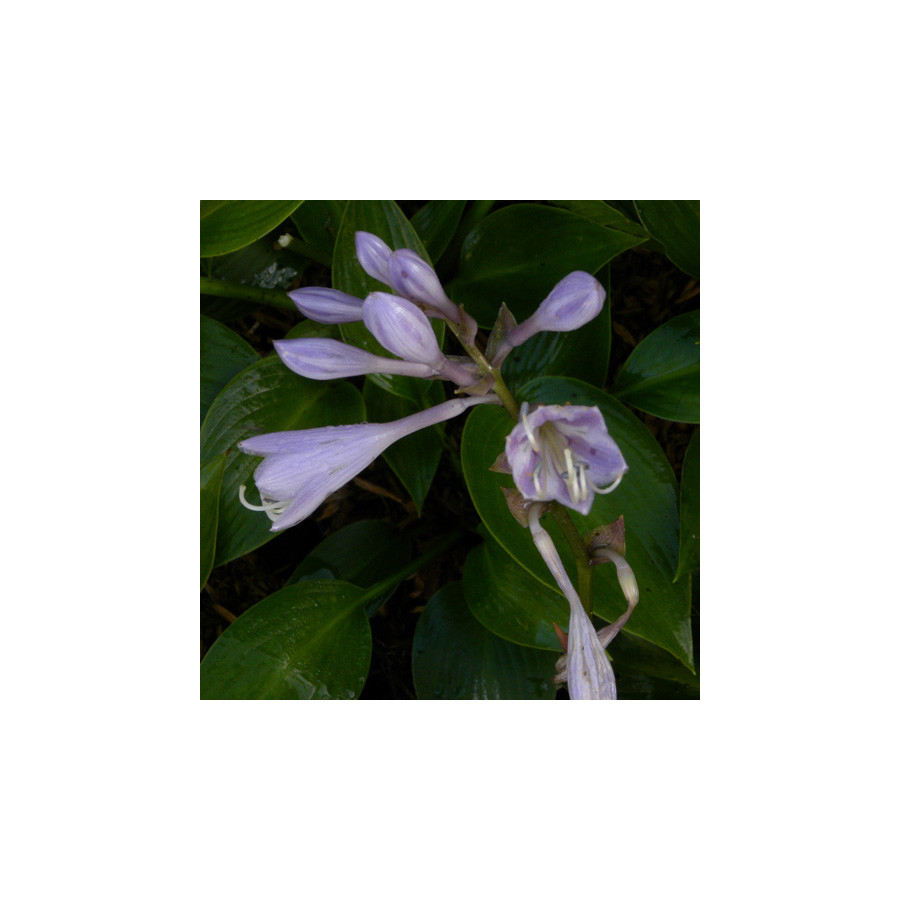 Plantes Vivaces HOSTA 'Devon Green' en vente - Pépinière Lepage .