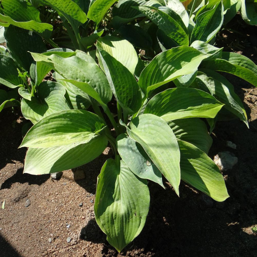 Plantes Vivaces HOSTA 'Elegans' (Sielboldiana Group) en vente - Pépinière Lepage .