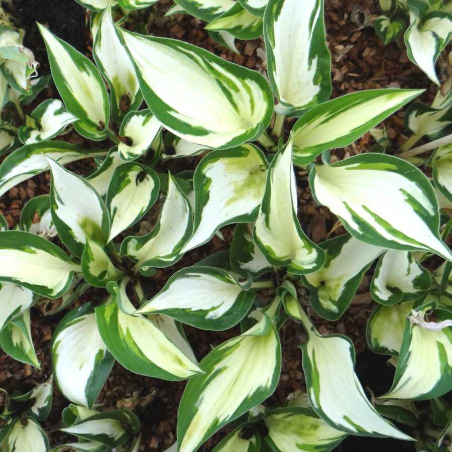 Plantes Vivaces HOSTA 'Fire and Ice' en vente - Pépinière Lepage .
