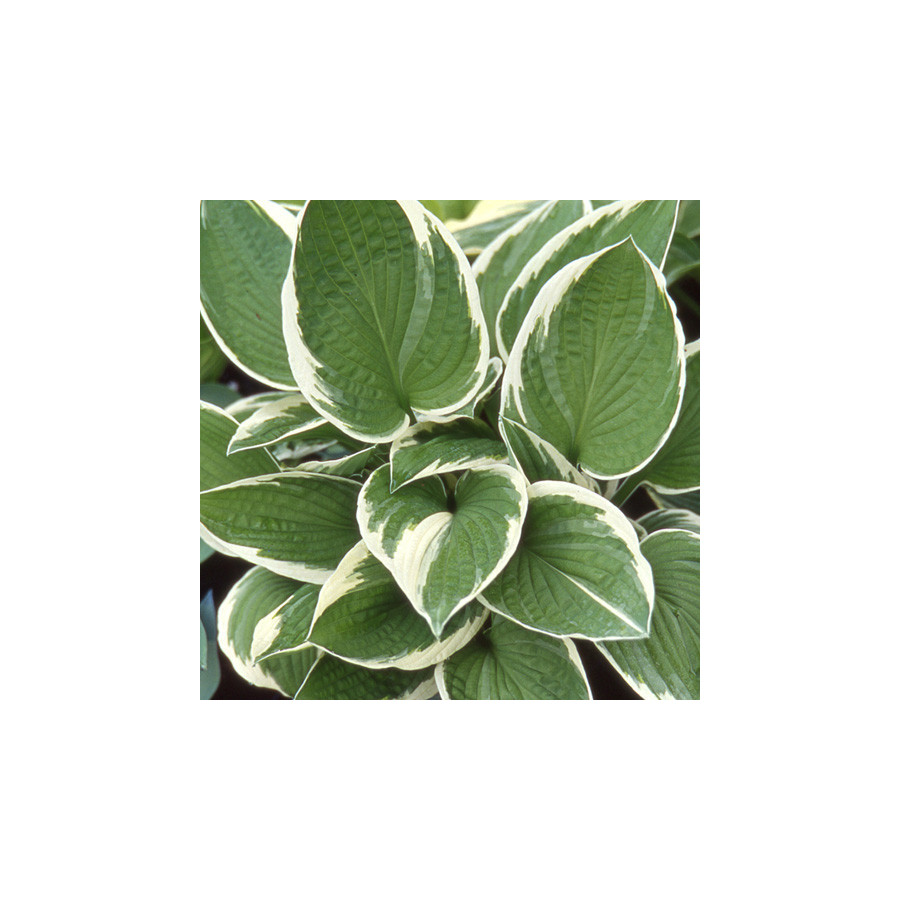 Plantes Vivaces HOSTA 'Francee' en vente - Pépinière Lepage .