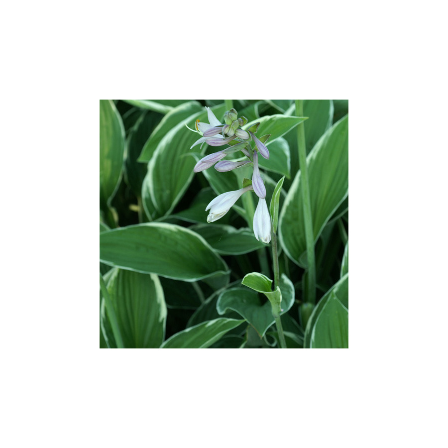 Plantes Vivaces HOSTA 'Francee' en vente - Pépinière Lepage .