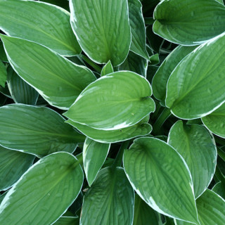Plantes Vivaces HOSTA 'Francee' en vente - Pépinière Lepage .