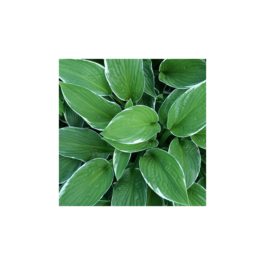 Plantes Vivaces HOSTA 'Francee' en vente - Pépinière Lepage .