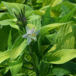 plantes-vivaces-hosta-gold-standard-en-vente-pepiniere-lepage-