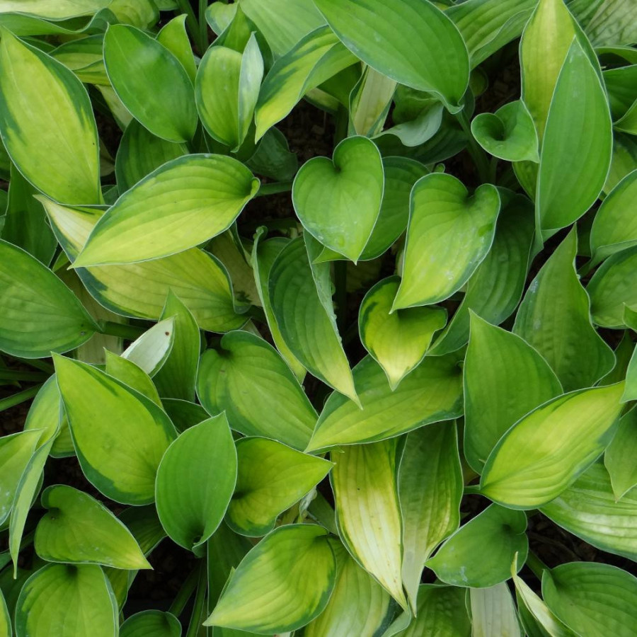 Plantes Vivaces HOSTA 'Gold Standard' en vente - Pépinière Lepage .