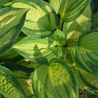 plantes-vivaces-hosta-great-expectations-en-vente-pepiniere-lepage-