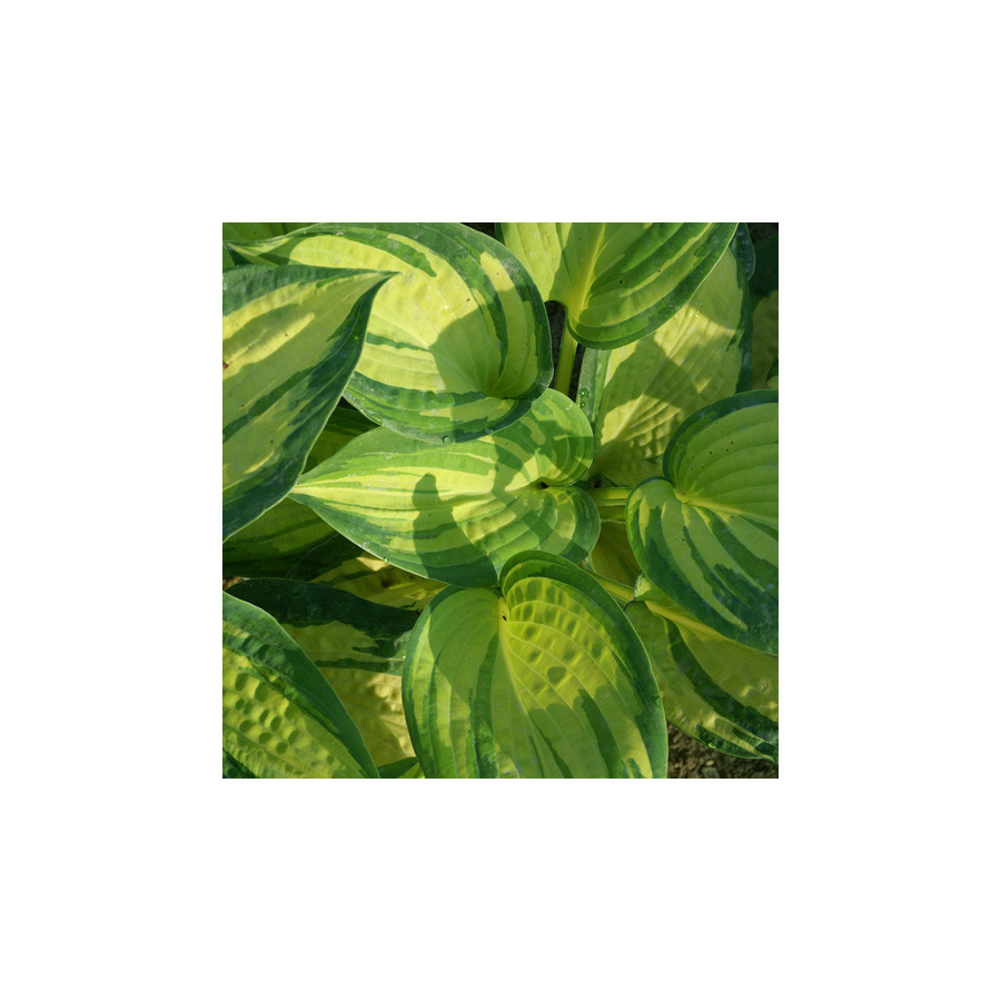 Plantes Vivaces HOSTA 'Great Expectations' en vente - Pépinière Lepage .