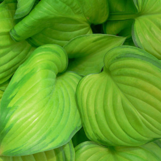 plantes-vivaces-hosta-guacamole-en-vente-pepiniere-lepage-
