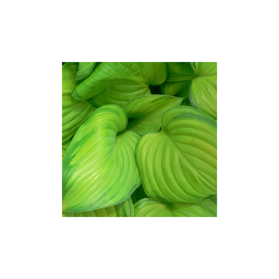 Plantes Vivaces HOSTA 'Guacamole' en vente - Pépinière Lepage .