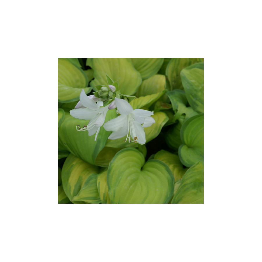 Plantes Vivaces HOSTA 'Guacamole' en vente - Pépinière Lepage .