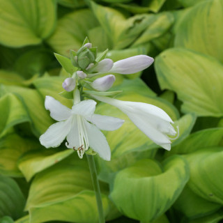 Plantes Vivaces HOSTA 'Guacamole' en vente - Pépinière Lepage .