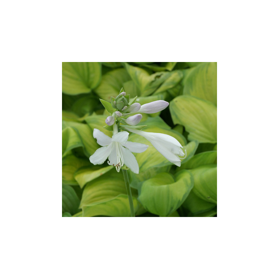 Plantes Vivaces HOSTA 'Guacamole' en vente - Pépinière Lepage .