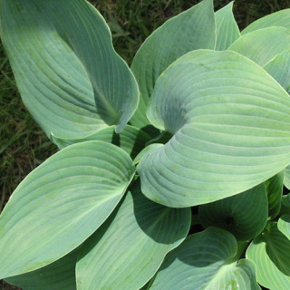plantes-vivaces-hosta-halcyon-en-vente-pepiniere-lepage-