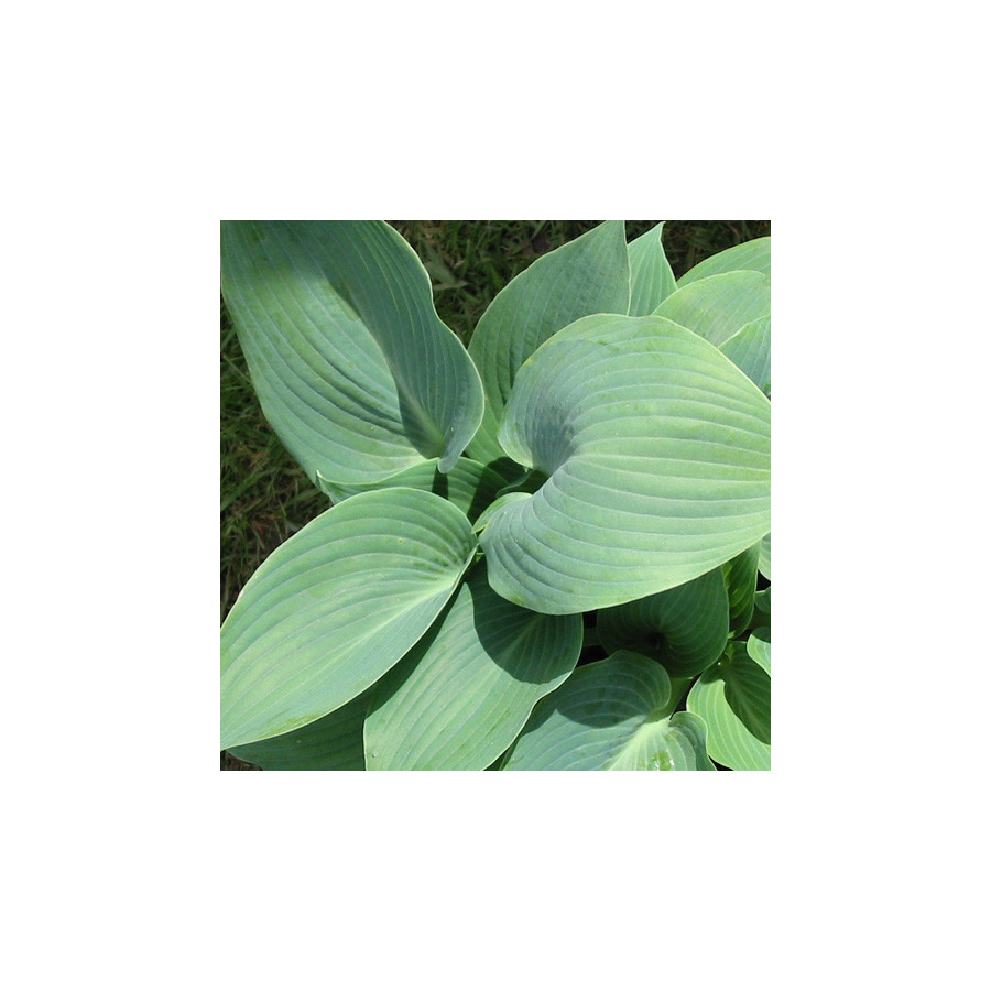 Plantes Vivaces HOSTA 'Halcyon' en vente - Pépinière Lepage .
