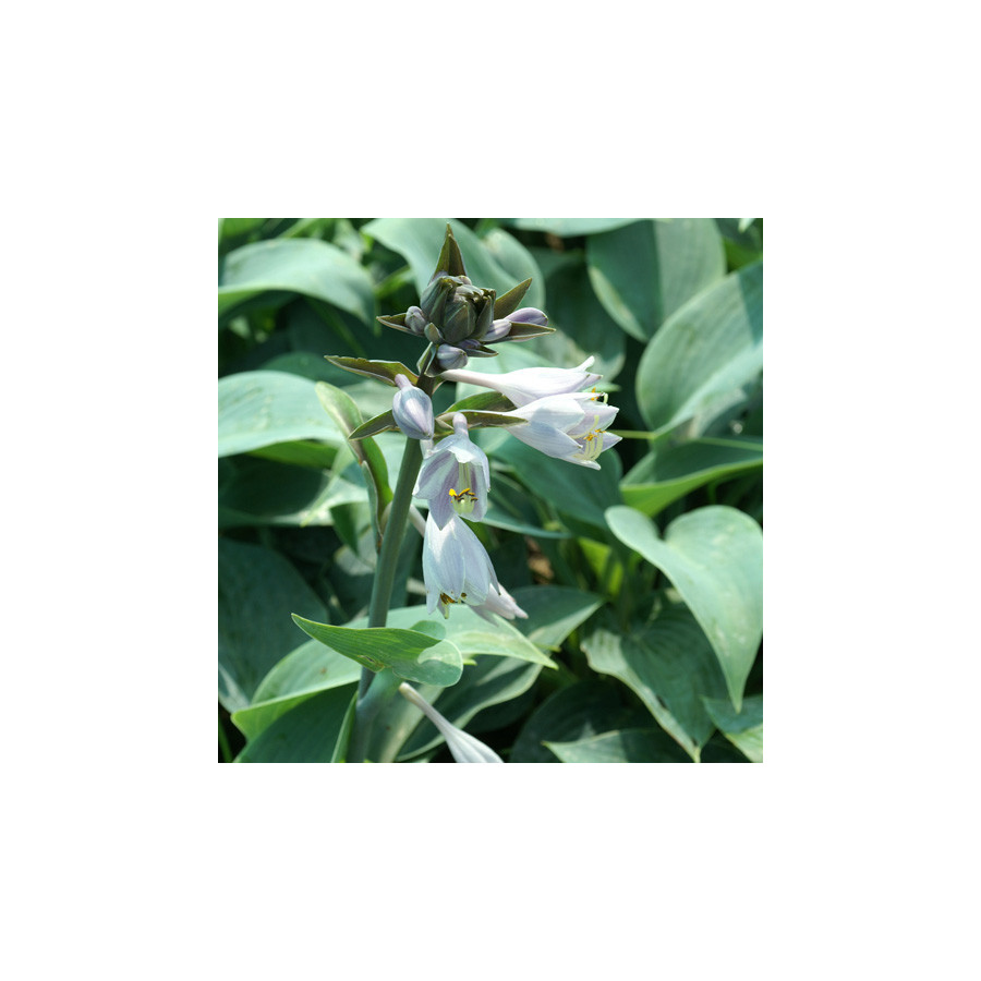 Plantes Vivaces HOSTA 'Halcyon' en vente - Pépinière Lepage .