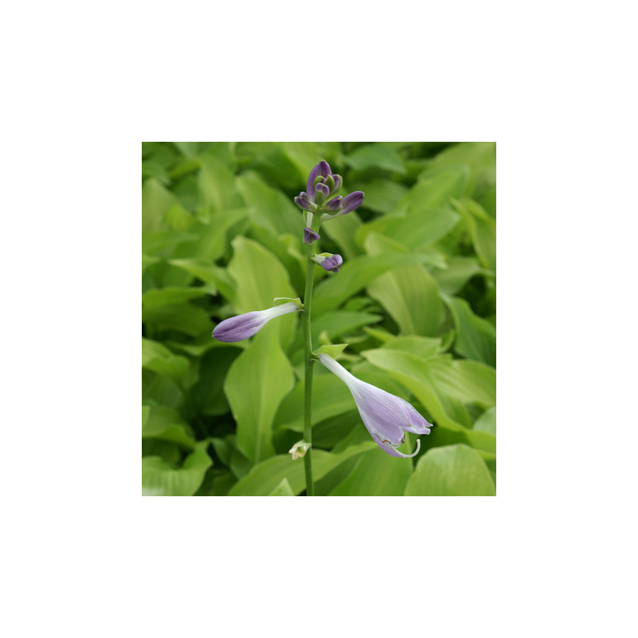 Plantes Vivaces HOSTA 'Honeybells' en vente - Pépinière Lepage .