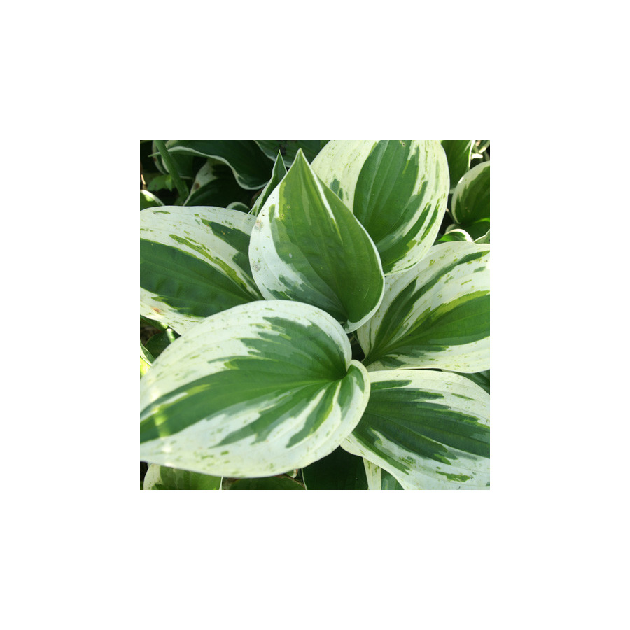 Plantes Vivaces HOSTA 'Independence' en vente - Pépinière Lepage .