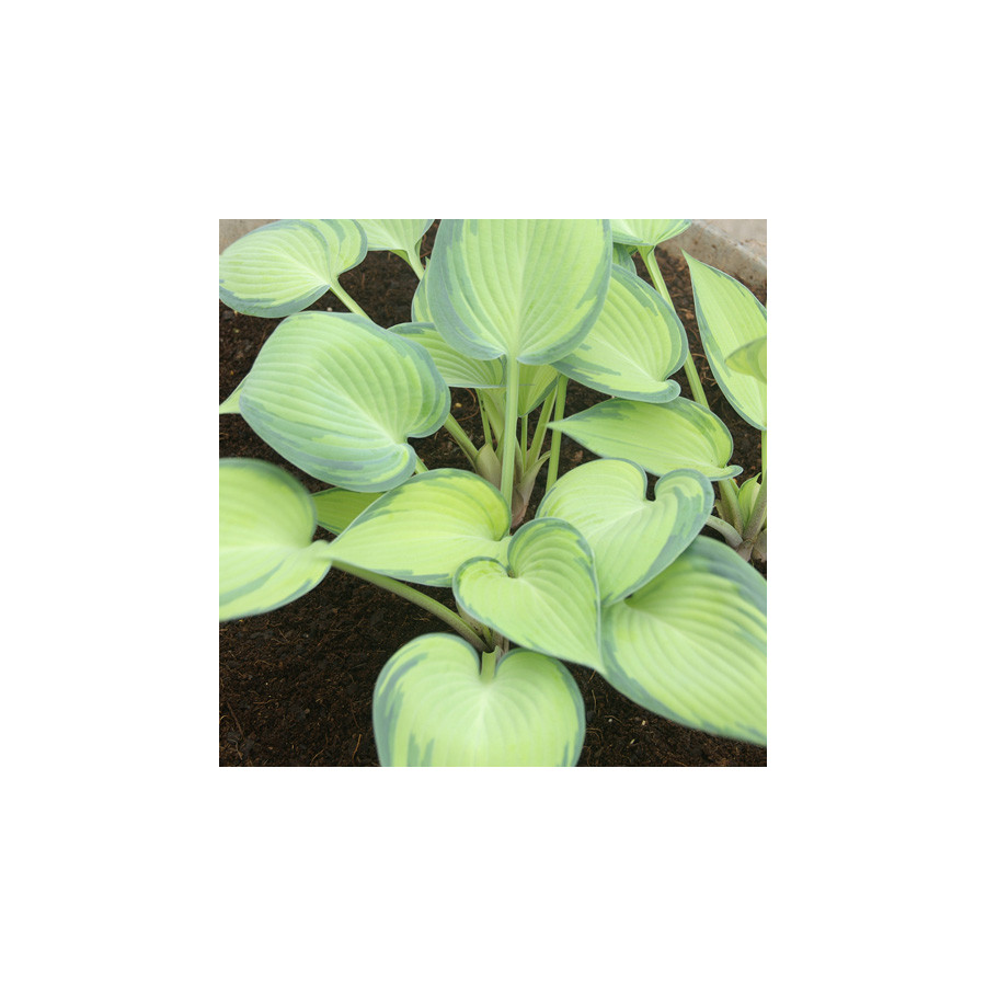 Plantes Vivaces HOSTA 'June' ® en vente - Pépinière Lepage .