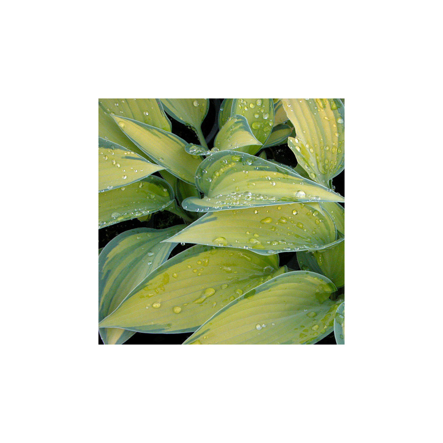Plantes Vivaces HOSTA 'June' ® en vente - Pépinière Lepage .