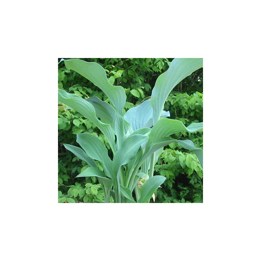 Plantes Vivaces HOSTA 'Krossa Regal' en vente - Pépinière Lepage .