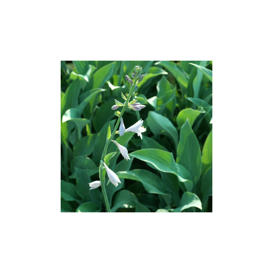 Plantes Vivaces HOSTA 'Krossa Regal' en vente - Pépinière Lepage .