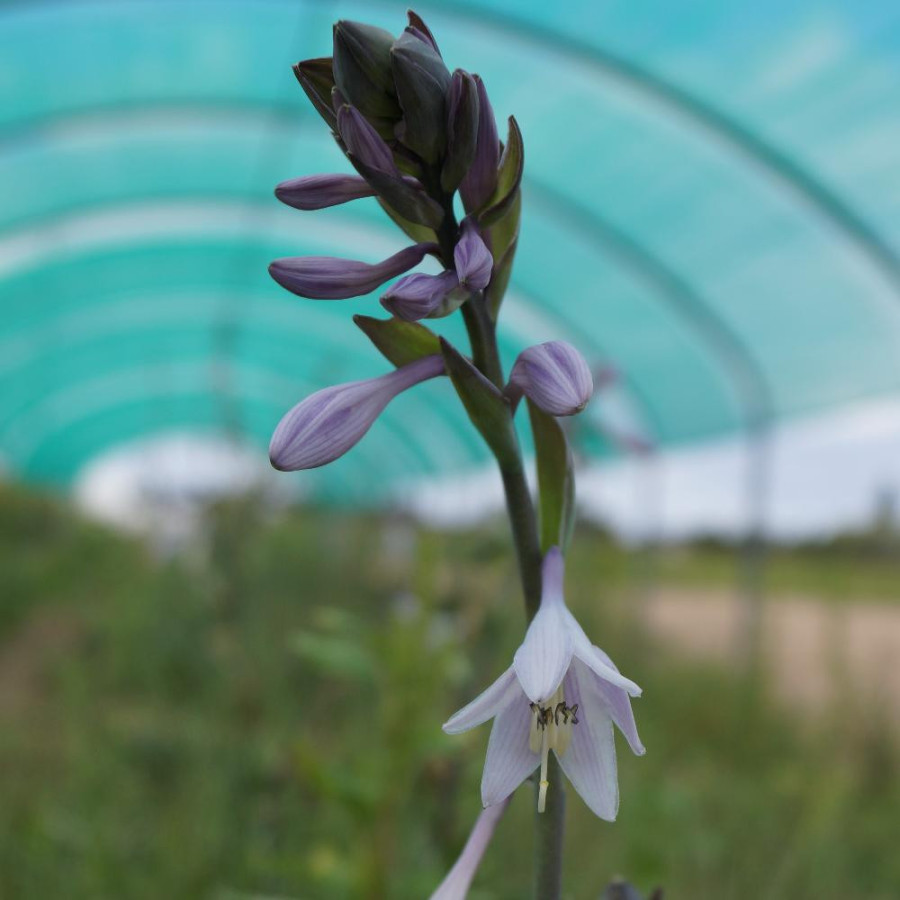 plantes-vivaces-hosta-patriot-en-vente-pepiniere-lepage-