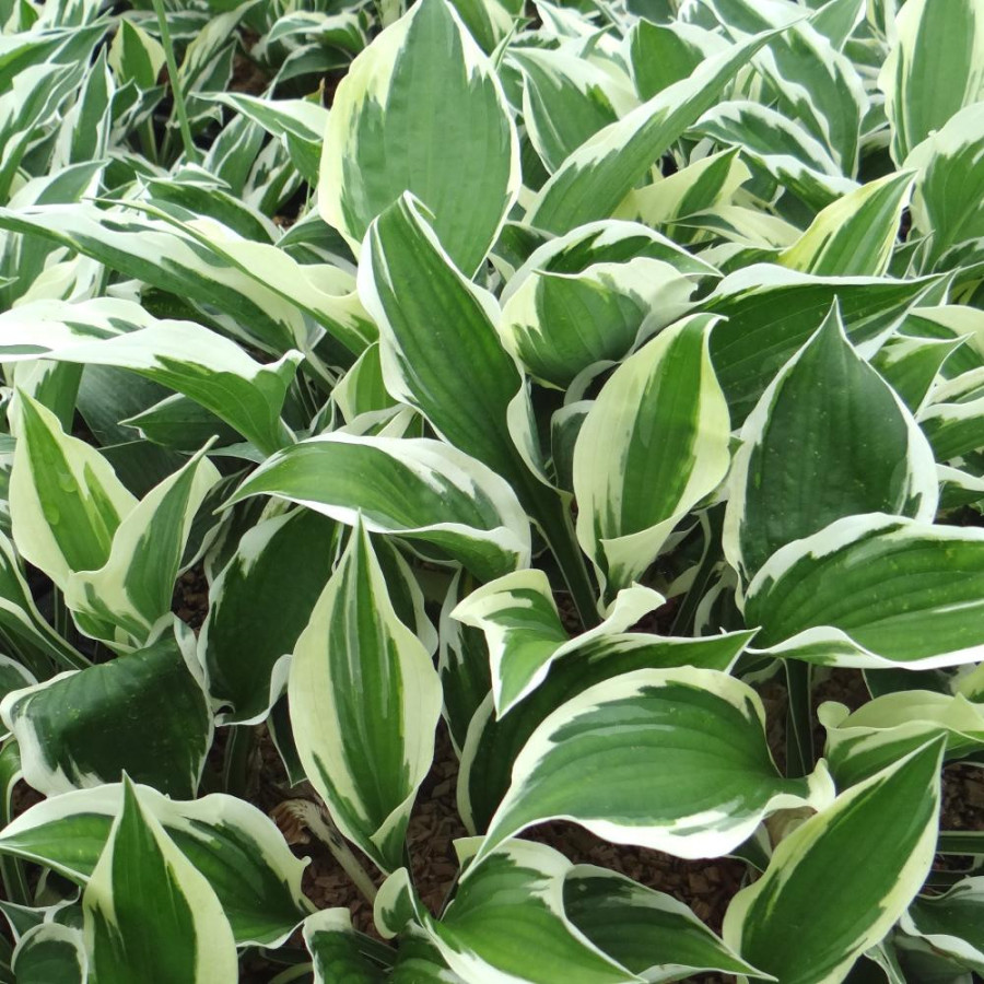 plantes-vivaces-hosta-patriot-en-vente-pepiniere-lepage-