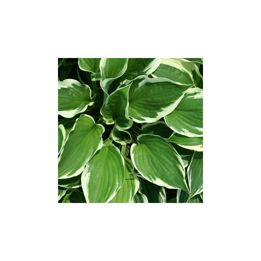 plantes-vivaces-hosta-patriot-en-vente-pepiniere-lepage-