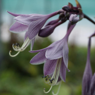 plantes-vivaces-hosta-purple-heart-en-vente-pepiniere-lepage-