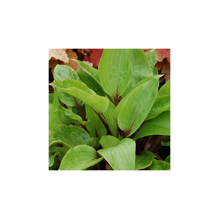 Plantes Vivaces HOSTA 'Purple Heart' en vente - Pépinière Lepage .