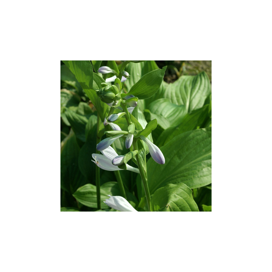 Plantes Vivaces HOSTA 'Royal Standard' en vente - Pépinière Lepage .