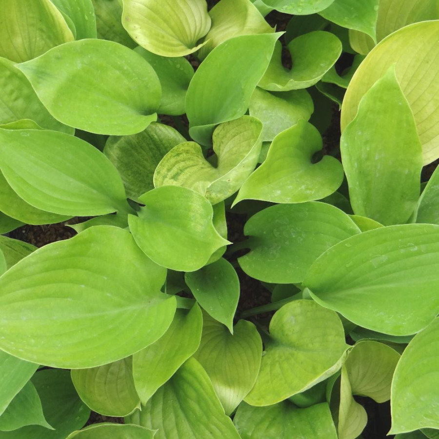 Plantes Vivaces HOSTA 'Sum and Substance' en vente - Pépinière Lepage .
