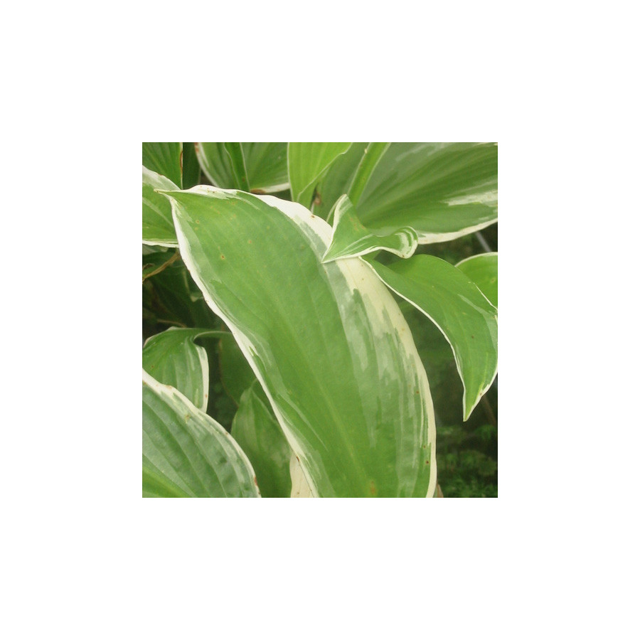 Plantes Vivaces HOSTA 'Undulata Albomarginata' en vente - Pépinière Lepage .