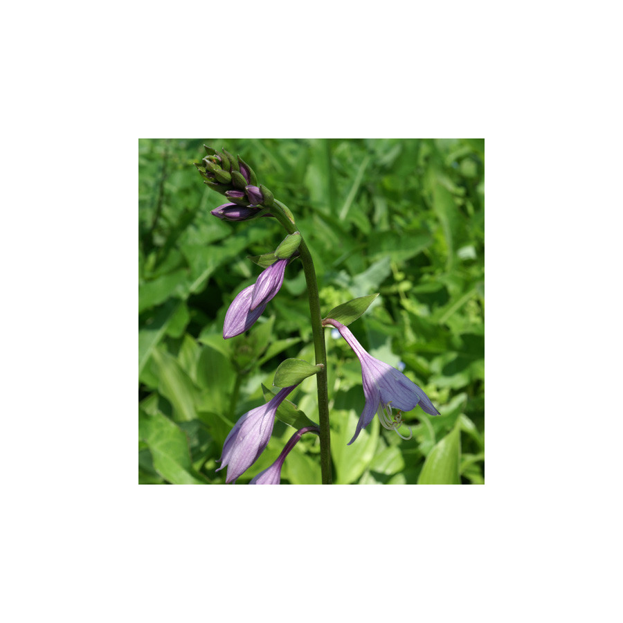 Plantes Vivaces HOSTA elata en vente - Pépinière Lepage .