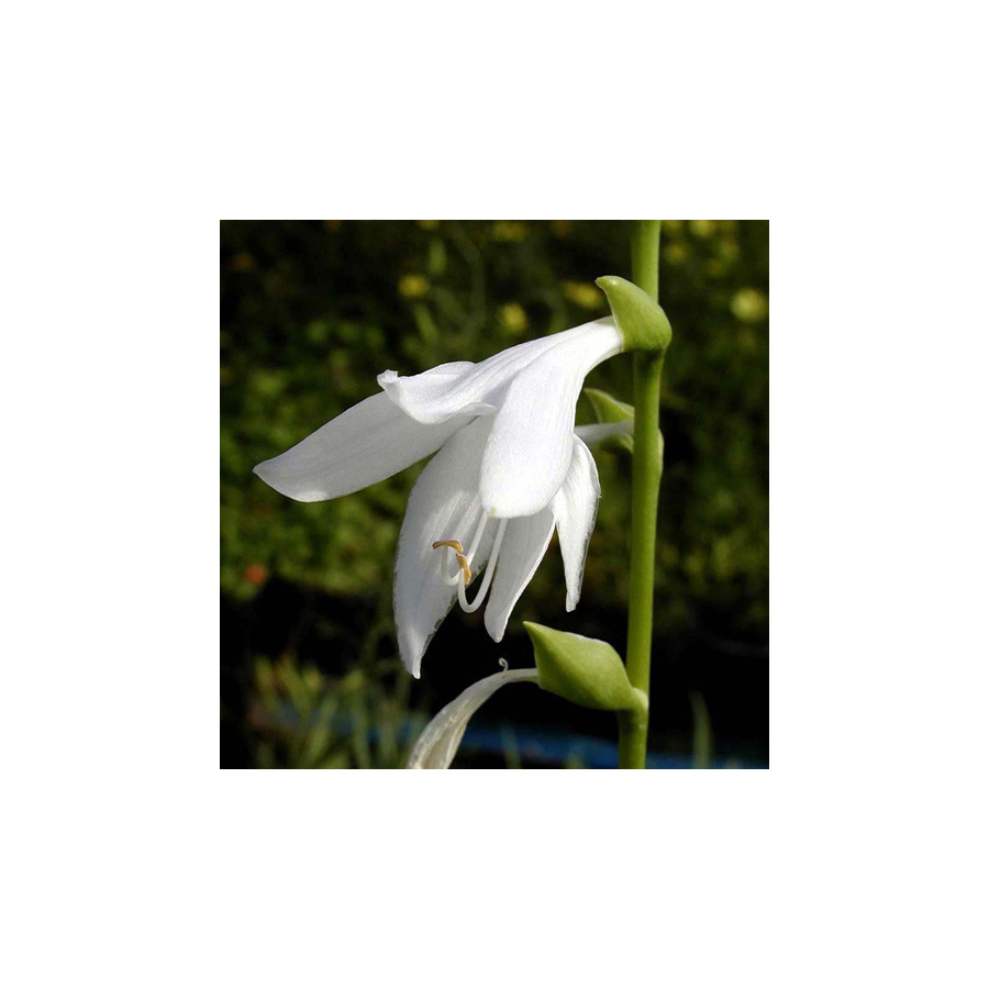 Plantes Vivaces HOSTA plantaginea en vente - Pépinière Lepage .