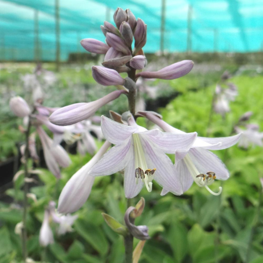 Plantes Vivaces HOSTA sieboldiana en vente - Pépinière Lepage .