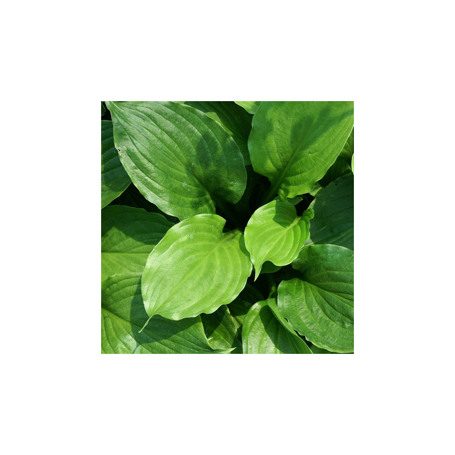 Plantes Vivaces HOSTA ventricosa en vente - Pépinière Lepage .