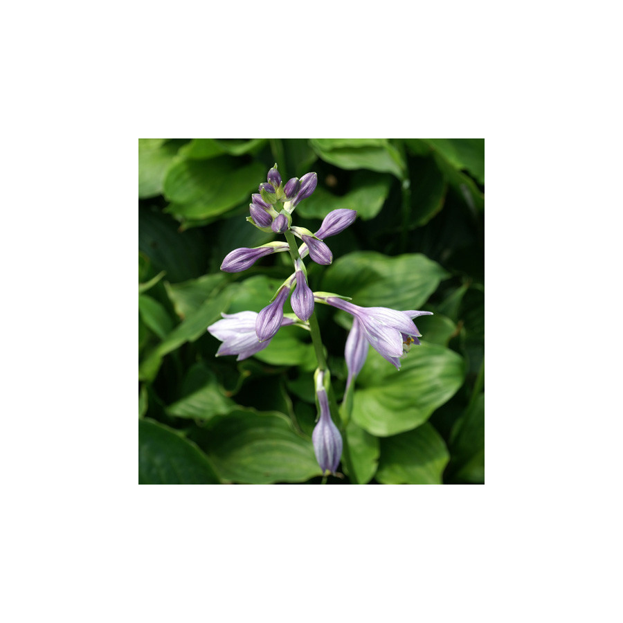 Plantes Vivaces HOSTA ventricosa en vente - Pépinière Lepage .