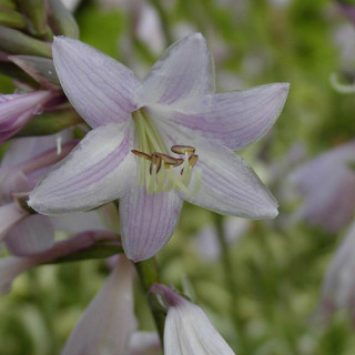 Plantes Vivaces HOSTA ventricosa en vente - Pépinière Lepage .