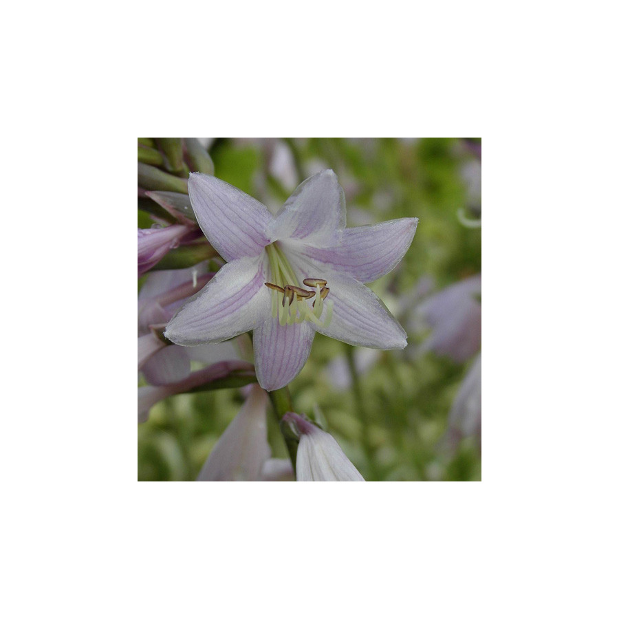 Plantes Vivaces HOSTA ventricosa en vente - Pépinière Lepage .
