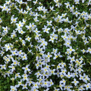 plantes-vivaces-houstonia-caerulea-millard-s-variety-en-vente-pepiniere-lepage-