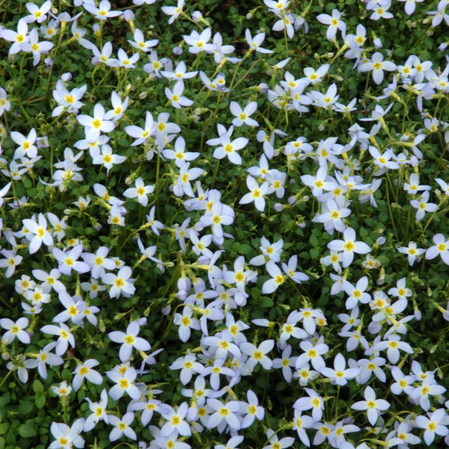 Plantes Vivaces HOUSTONIA caerulea 'Millard's Variety' en vente - Pépinière Lepage .