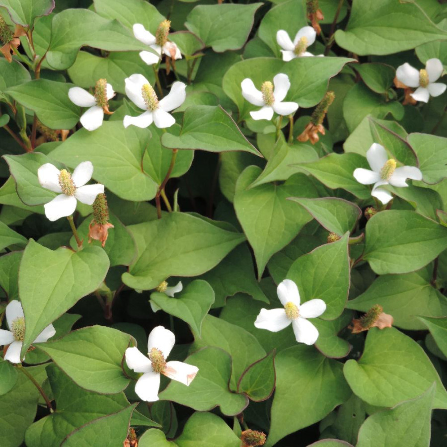 plantes-vivaces-houttuynia-cordata-poivrier-de-chine-en-vente-pepiniere-lepage-